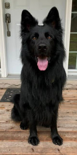 BLACK GERMAN SHEPHERD Dog Adult Unisex Socks By E&S Pets Choose Style